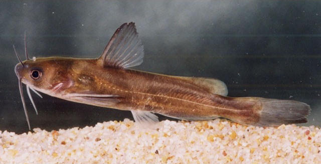 Pseudobagrus nudiceps